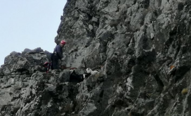 Madra Dağı'nda mahsur kalan 7 keçiyi itfaiye kurtardı