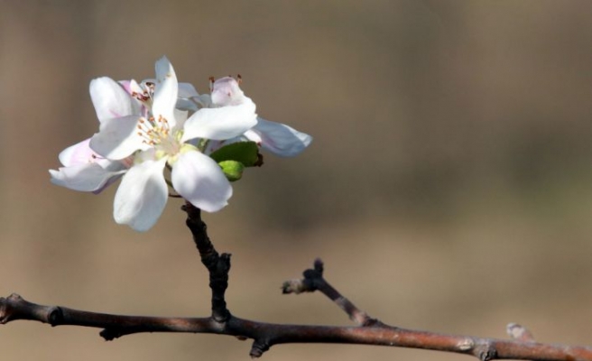 Kırklareli'de “yalancı bahara“ aldanan meyve ağaçları çiçek açtı