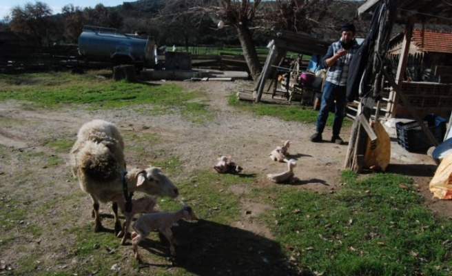 Bayramiçli üreticinin koyunu tek batında altı kuzu doğurdu