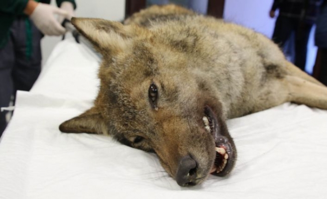 Ormanya'da tedavisi tamamlanan kurt doğaya salındı