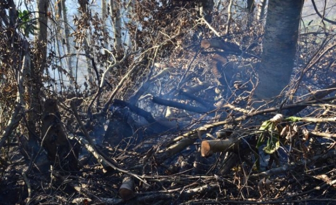 Sakarya'da çıkan yangında 4 dönüm fındıklık ve ormanlık alan zarar gördü
