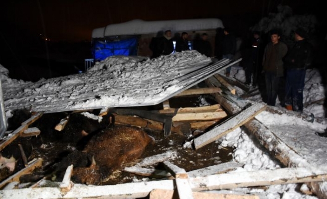 Bursa'da kardan damları çöken iki ahırdaki 9 büyükbaş hayvan telef oldu