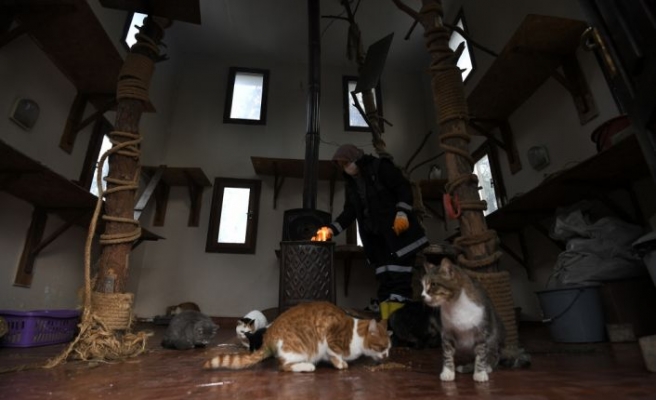 Bursa'da sahipsiz kediler “villa“daki sobanın başında kışın tadını çıkarıyor