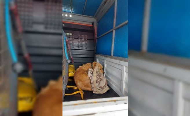 Sakarya'da tüfekle vurulan köpek tedavi edildi
