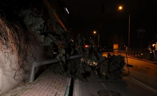 Bursa'da lodos elektrik direğini ve ağacı devirdi