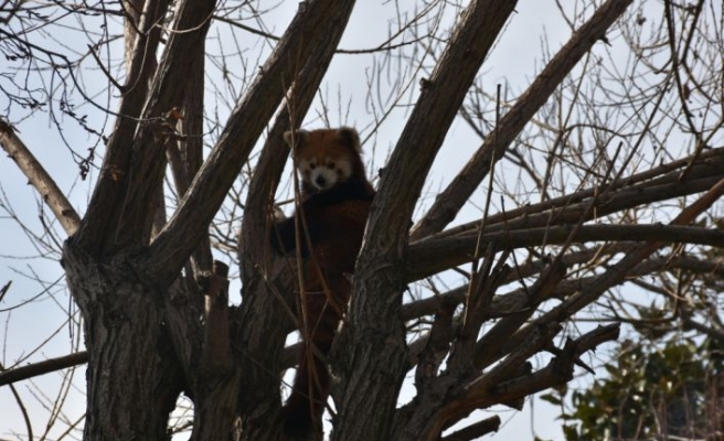 Darıca'daki Faruk Yalçın Hayvanat Bahçesi yarın yeniden ziyarete açılacak