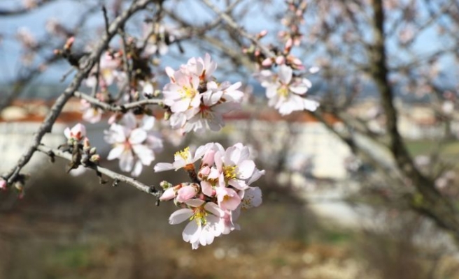Edirne'de yalancı bahara aldanan ağaçlar çiçek açtı