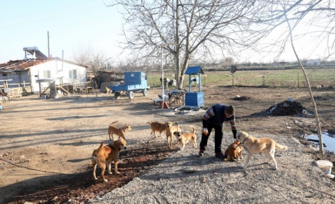 Emekli postacı salgın döneminde bahçesini açtığı sokak hayvanlarını yalnız bırakmadı