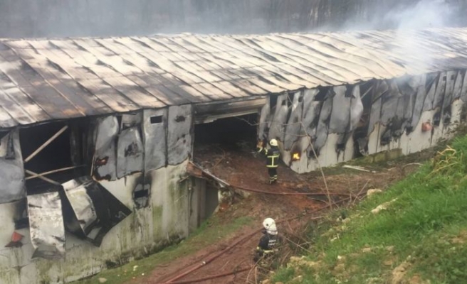 Kocaeli'de tavuk çiftliğindeki yangın hasara neden oldu
