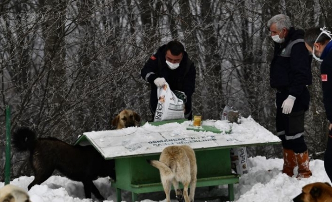 Karla kaplı Uludağ'daki sokak hayvanları besleniyor