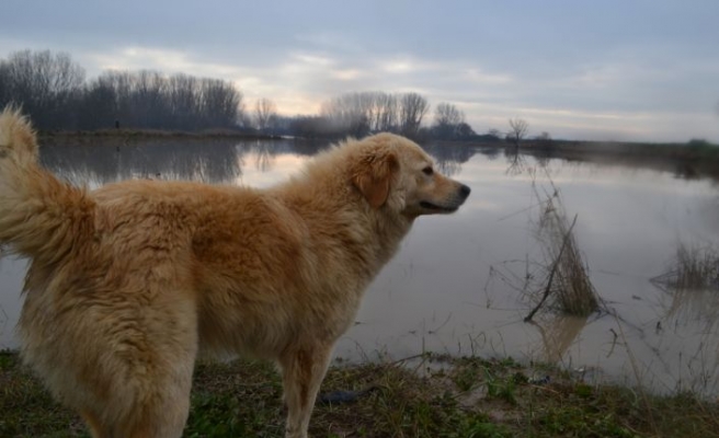 Kırklareli'nde adacıkta mahsur kalan köpek yavrularını AFAD ekipleri kurtardı