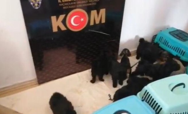 Tekirdağ'da yurt dışından kaçak sokulan 13 cins yavru köpek yakalandı