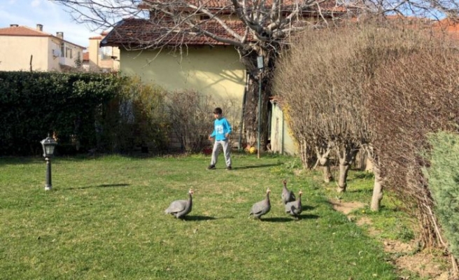 Edirne'deki “çevreci cami“nin bahçesindeki Afrika cinsi tavuklar ilgi çekiyor