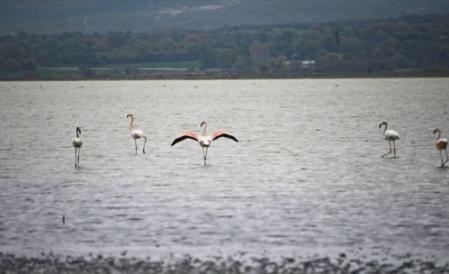 Tarihi Gelibolu Yarımadası flamingolarla ayrı bir güzelliğe büründü