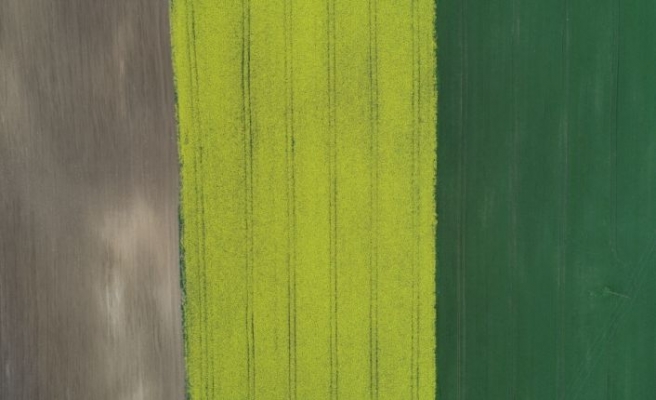 Trakya'da “Altın sarısı“ kanola tarlaları buğdayın yeşiliyle buluştu