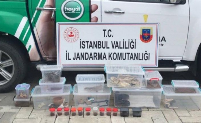 İstanbul'da ticareti yasak olan 21 hayvan ele geçirildi