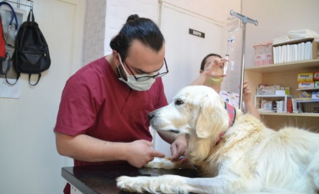 Keşan'da böbrek yetmezliği olan “Mischa“ adlı köpeğe kök hücre tedavisi yapıldı