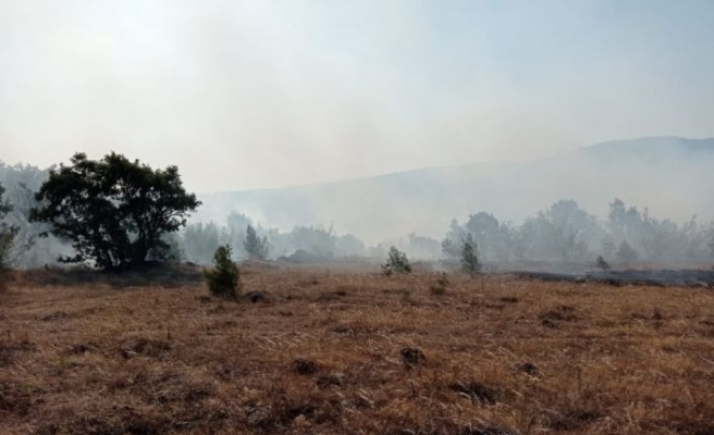Balıkesir'in Savaştepe ilçesinde orman yangını çıktı