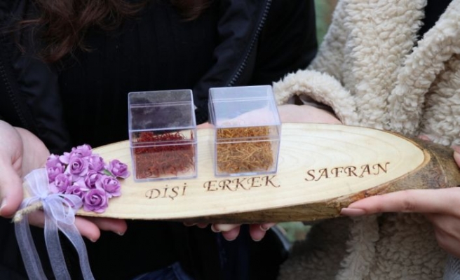 Edirne'de öğrenciler gramı 60 liradan satılan safranın hasadını yaptı
