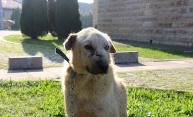 Kansere yakalanan köpek Zerdali Kocaeli'de tedavi ediliyor