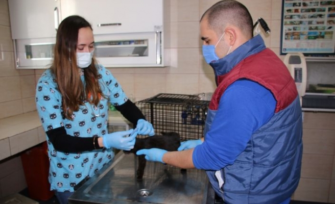 Yalova'da temizlik görevlisi fırtınada mahsur kalan yavru kediye sahip çıktı