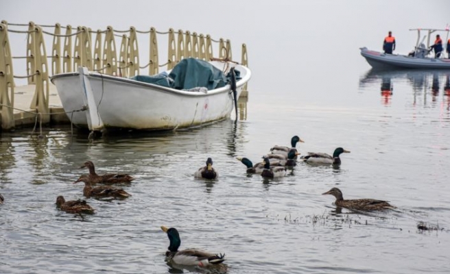 Bakan Pakdemirli, 50 yaban ördeğini Uluabat Gölü'ne saldı