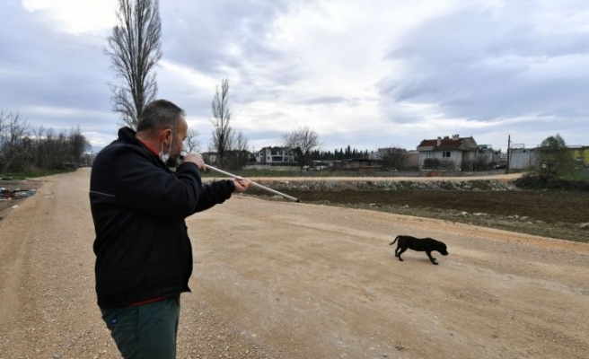 Bursa'da yasaklı ırk köpek denetimi artırıldı