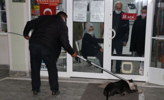 Edirne'de saldırdığı kediyi telef eden yasaklı ırk köpek barınağa götürüldü