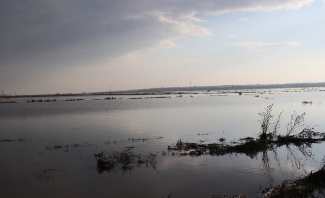 Ergene Nehri'nin artan debisi tarım alanlarını su altında bıraktı