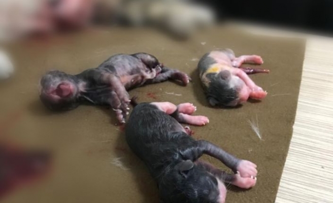 Ölen hamile kedinin karnını açıp yavrularını kurtardı