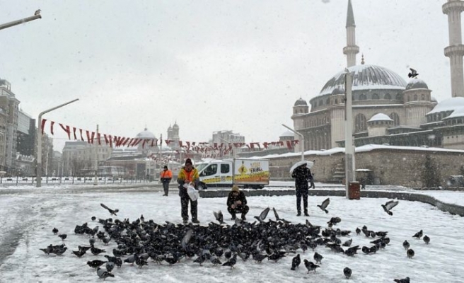 Taksim Meydanı'ndaki güvercinlere Beyoğlu Belediyesince yem verildi
