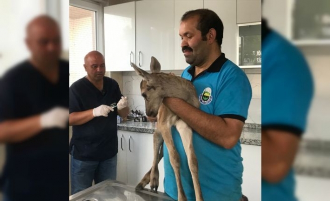 Bursa'da yaralı bulunan ceylan yavrusunun tedavisine başlandı
