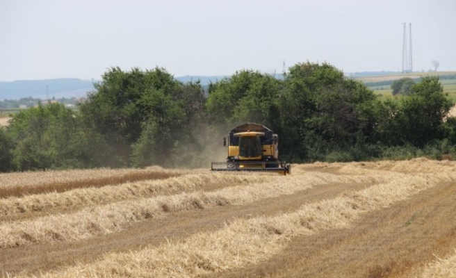 Edirne'de buğday hasadı devam ediyor