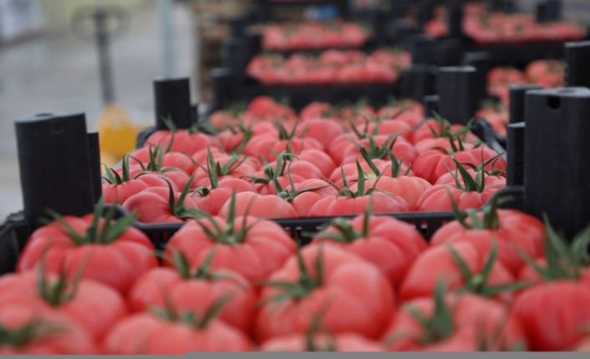 Seracılık Mükemmeliyet Merkezi'nde iki ayda  domates hasat edildi