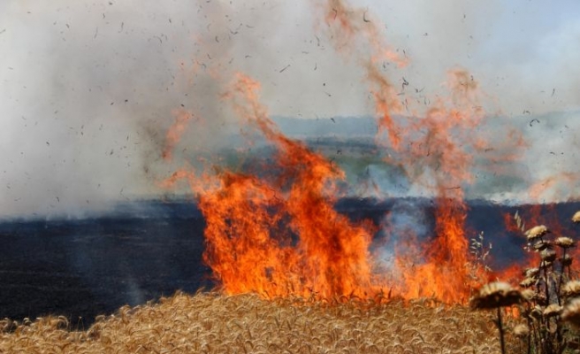 Çıkan yangında buğday ekili 300 dönüm alan zarar gördü