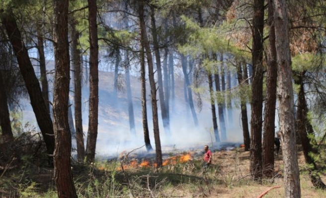 Edirne'de çıkan orman yangını söndürüldü