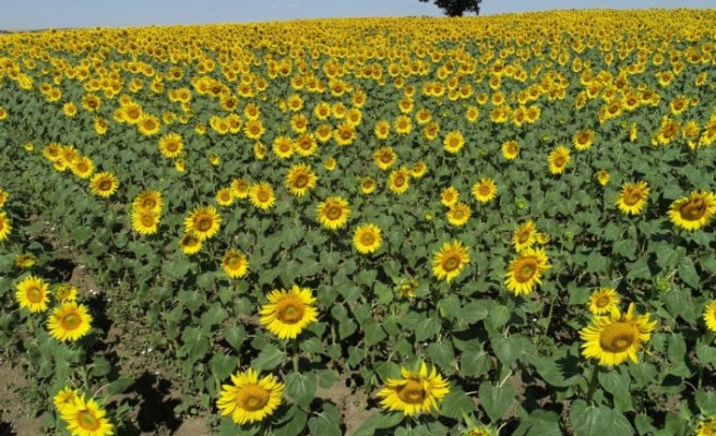 Sarı gelini ayçiçeği tarlaları fotoğraf tutkunlarını bekliyor
