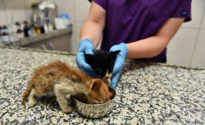 Bursa'da zifte bulanan iki kedi yavrusunu belediye ekipleri kurtardı