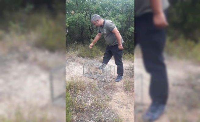 Yalova'da köye dadanan tilki yakalanarak doğal ortamına bırakıldı