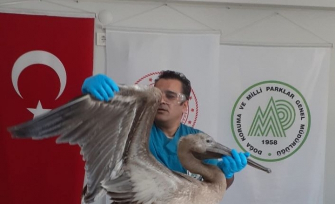 Balıkesir'de bitkin bulunan ak pelikan bakımının ardından doğaya bırakılacak