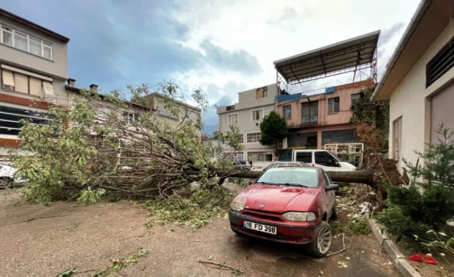 Bursa'da kuvvetli lodos nedeniyle bir ağaç araçların üzerine devrildi