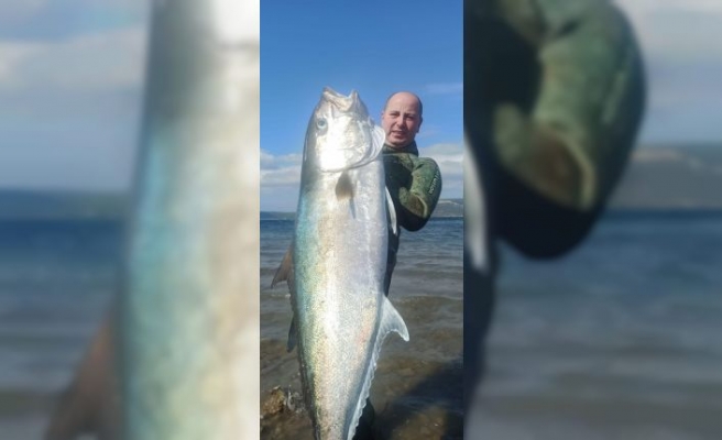 Çanakkaleli balık avcısı zıpkınla 50 kilogramlık dev akya yakaladı