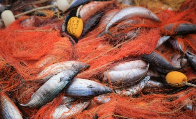 Kıyıköylü balıkçının ağlarına 3 bin 500 adet palamut takıldı