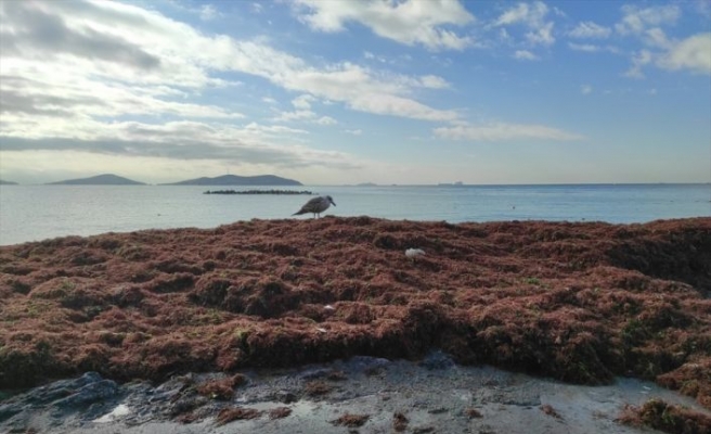 Caddebostan sahilini kaplayan kırmızı yosunlar belediye ekiplerince toplanıyor