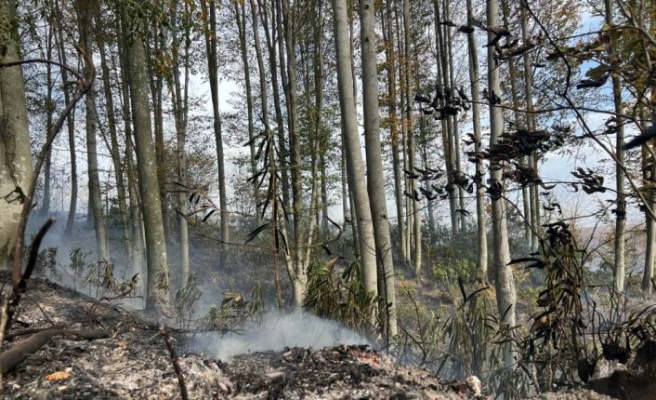2,5 dönümlük ormanlık alan yandı