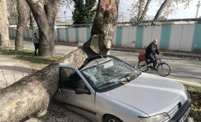 Şiddetli lodosta devrilen ağaç otomobillere zarar verdi