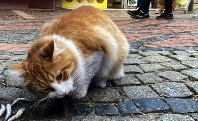 Balık Pazarı'nın müdavimi sevimli kedi “Limon“, hamsi müptelası oldu