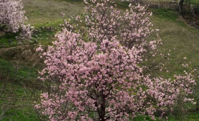 Edremit Körfezi'nde badem ağaçları vaktinden önce çiçek açtı