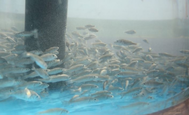 İzmit Körfezi'ne 5 bin yavru balık daha salınacak