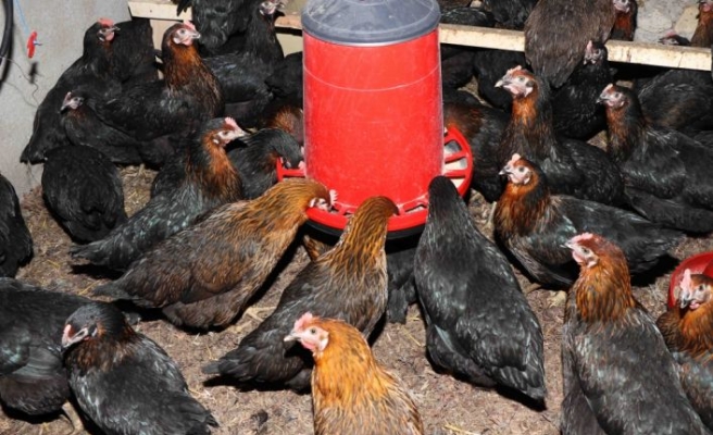 Kocaeli Büyükşehir Belediyesinden yumurta üreticilerine tavuk ve yem desteği